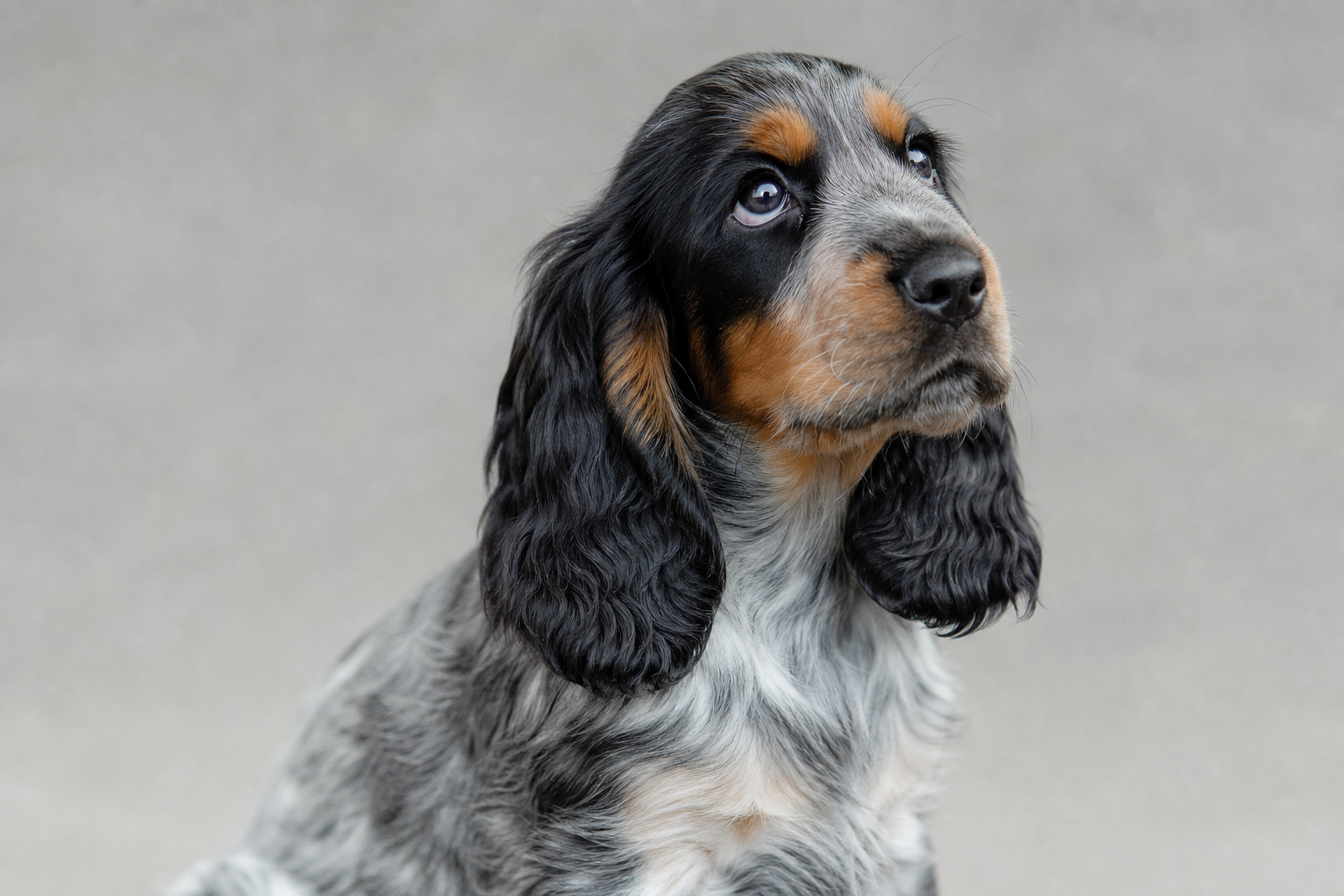 Chiot cocker anglais bleu rouan et feu au regard attentif, sur fond neutre, symbole de vigilance face aux annonces